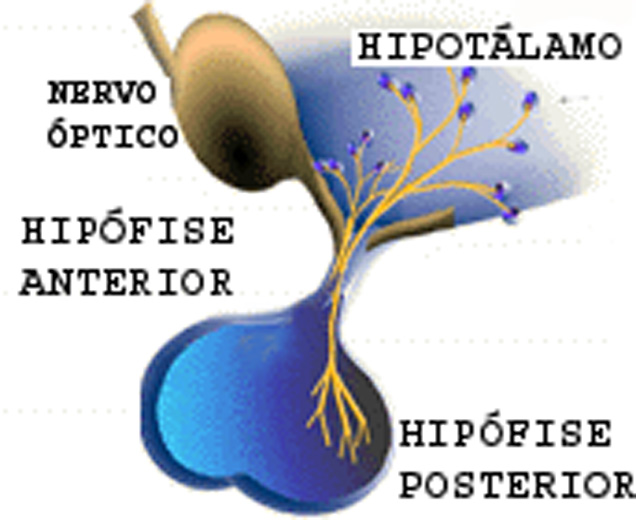 Hipófise posterior